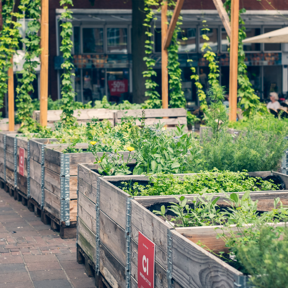 © Daniela Buchholz | Urban Gardening  | 